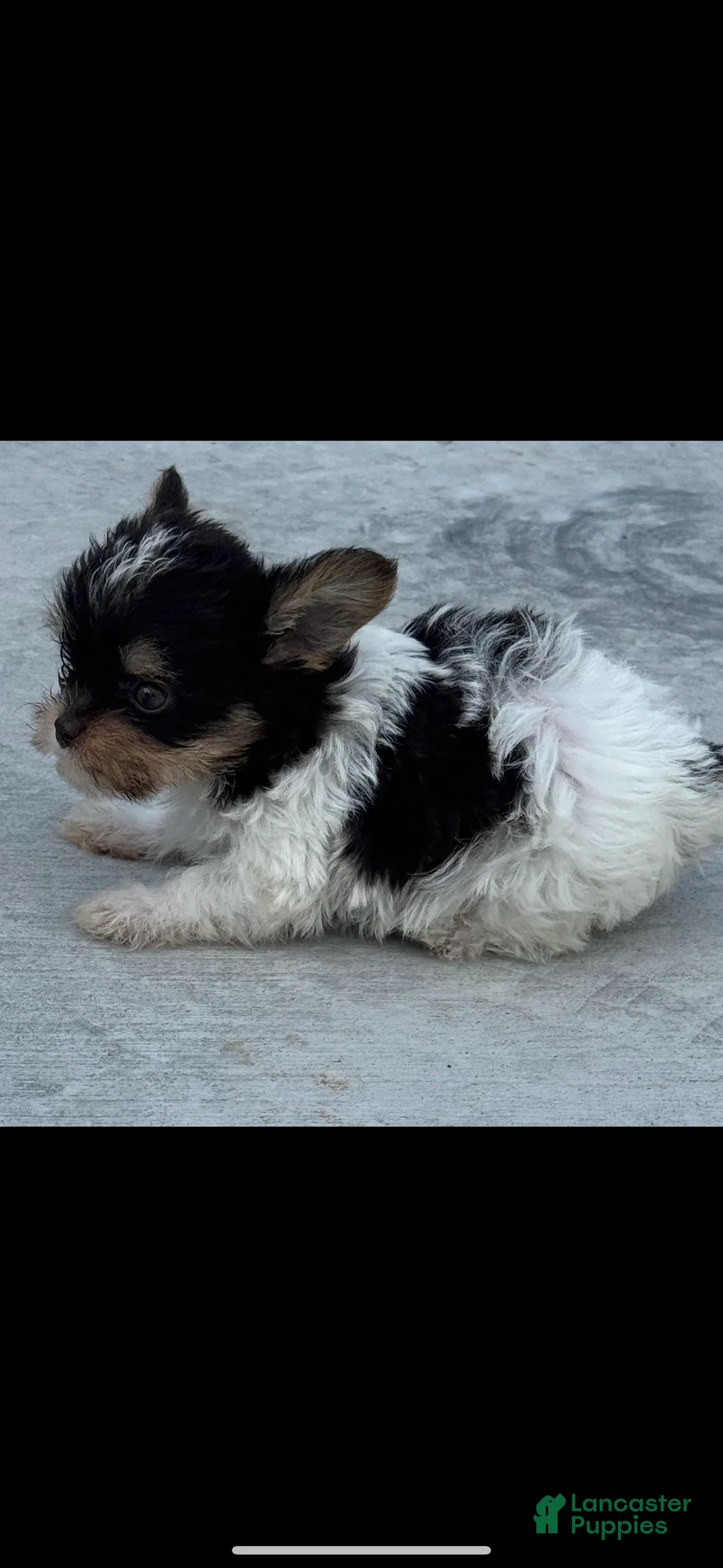 Yorkshire Terrier dogs for sale: Yorkshire Terrier Puppy 1 - Ad 4