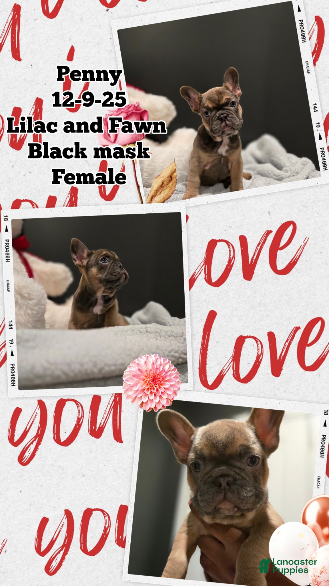 French Bulldog dogs French Bulldog Puppy 4 - Ad 10