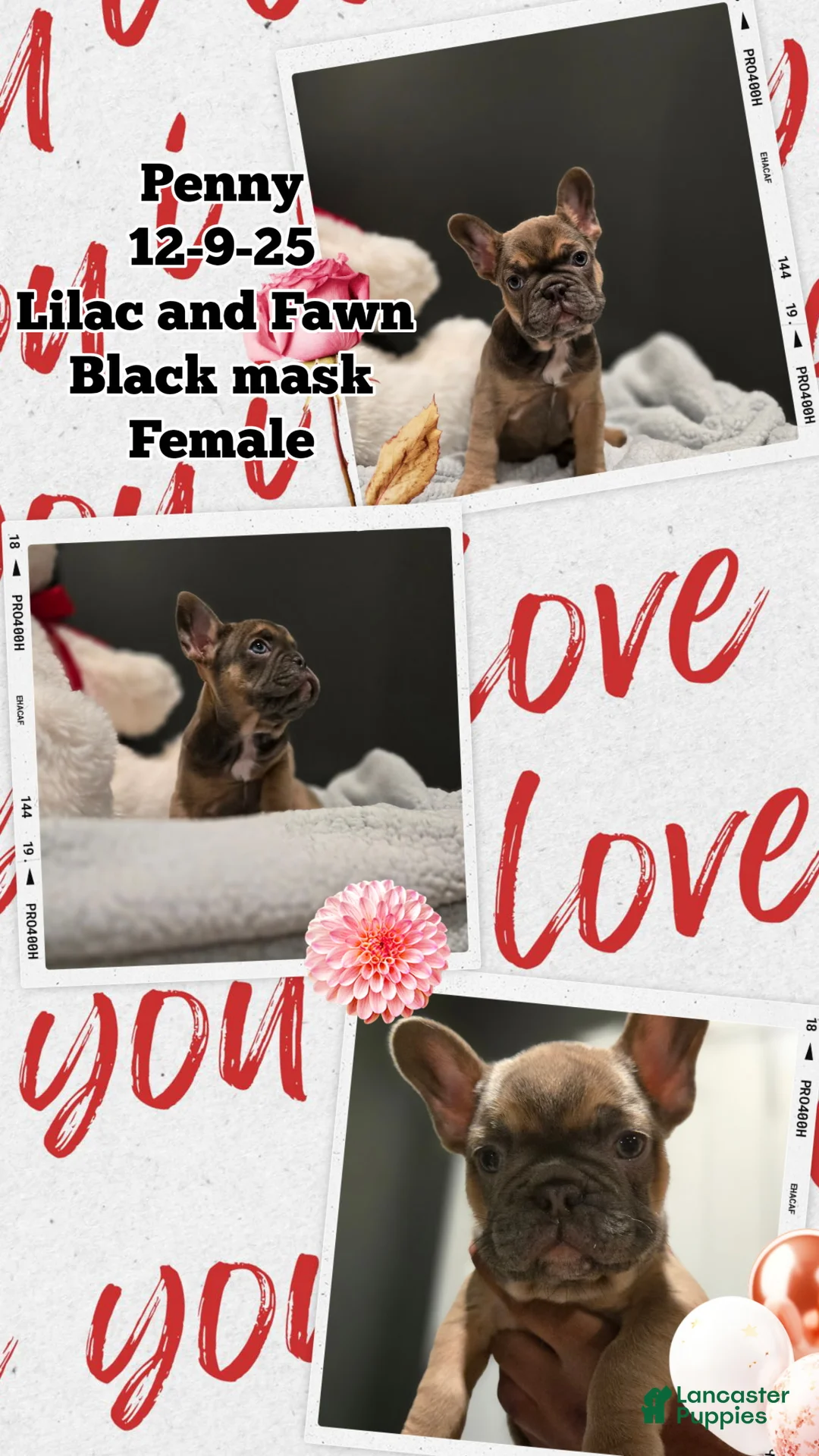 French Bulldog dogs for sale: French Bulldog Puppy 4 - Ad 1