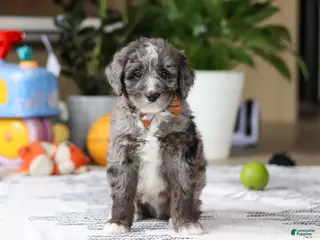 Bernedoodle dogs Whyatt - Ad 35