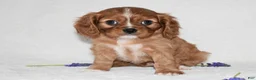 Cavalier King Charles Spaniel dogs for sale: Reese - Ad 7