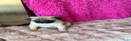 Pug dogs for sale: Pug 1 - Ad 2