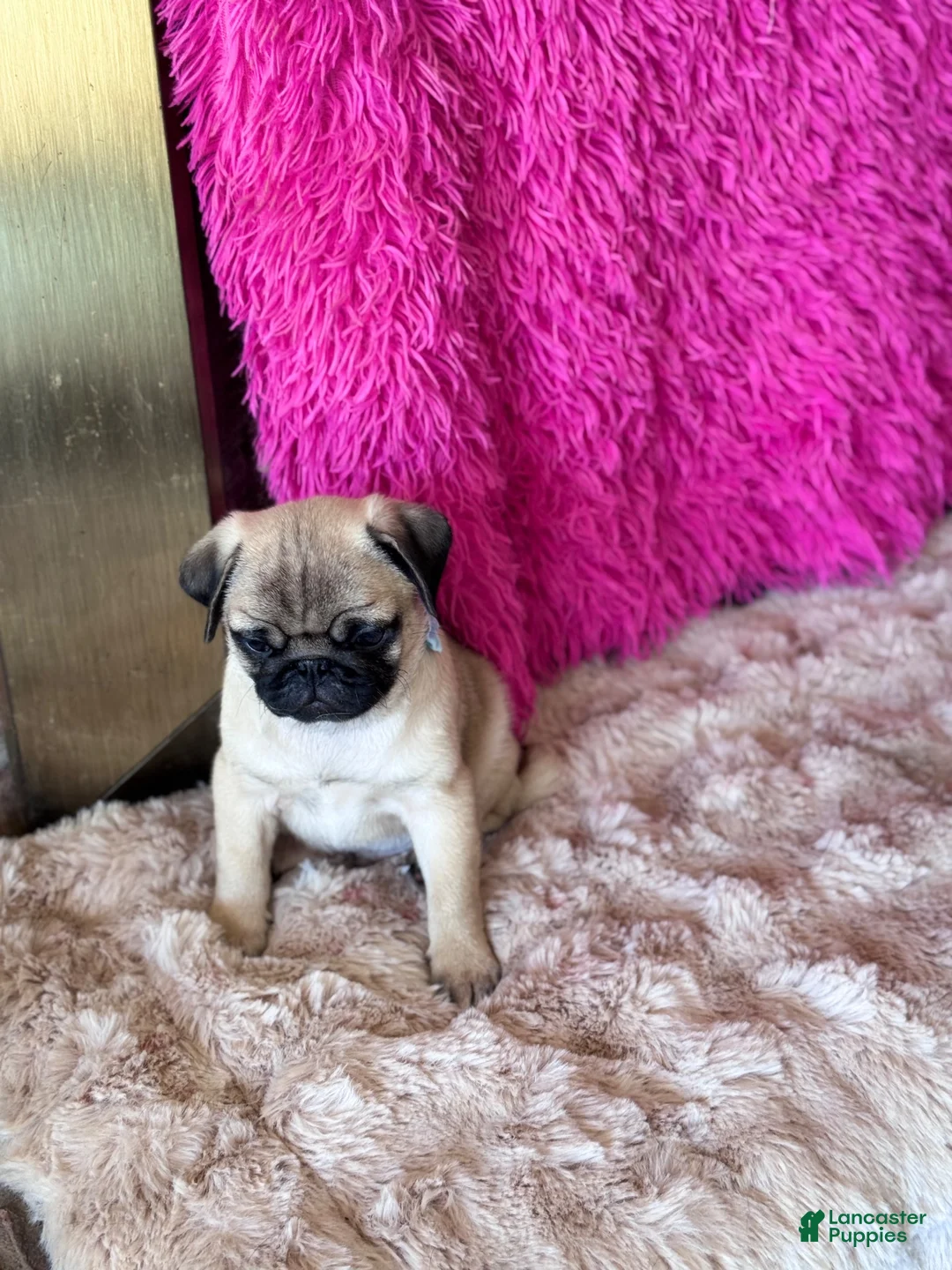 Pug dogs for sale: Pug 1 - Ad 2