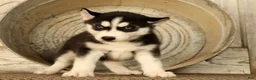 Siberian Husky dogs for sale: Bandit - Ad 4