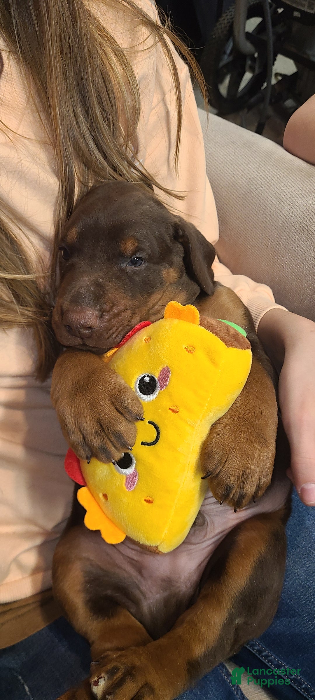 Doberman Pinscher dogs for sale: Gustav  - Ad 3