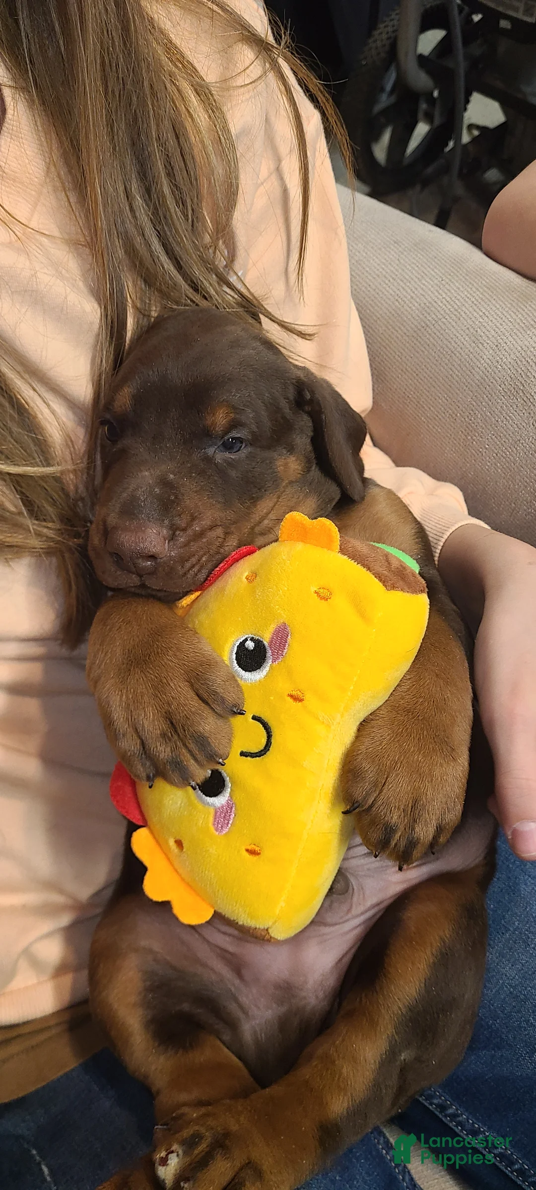 Doberman Pinscher dogs for sale: Gustav  - Ad 11