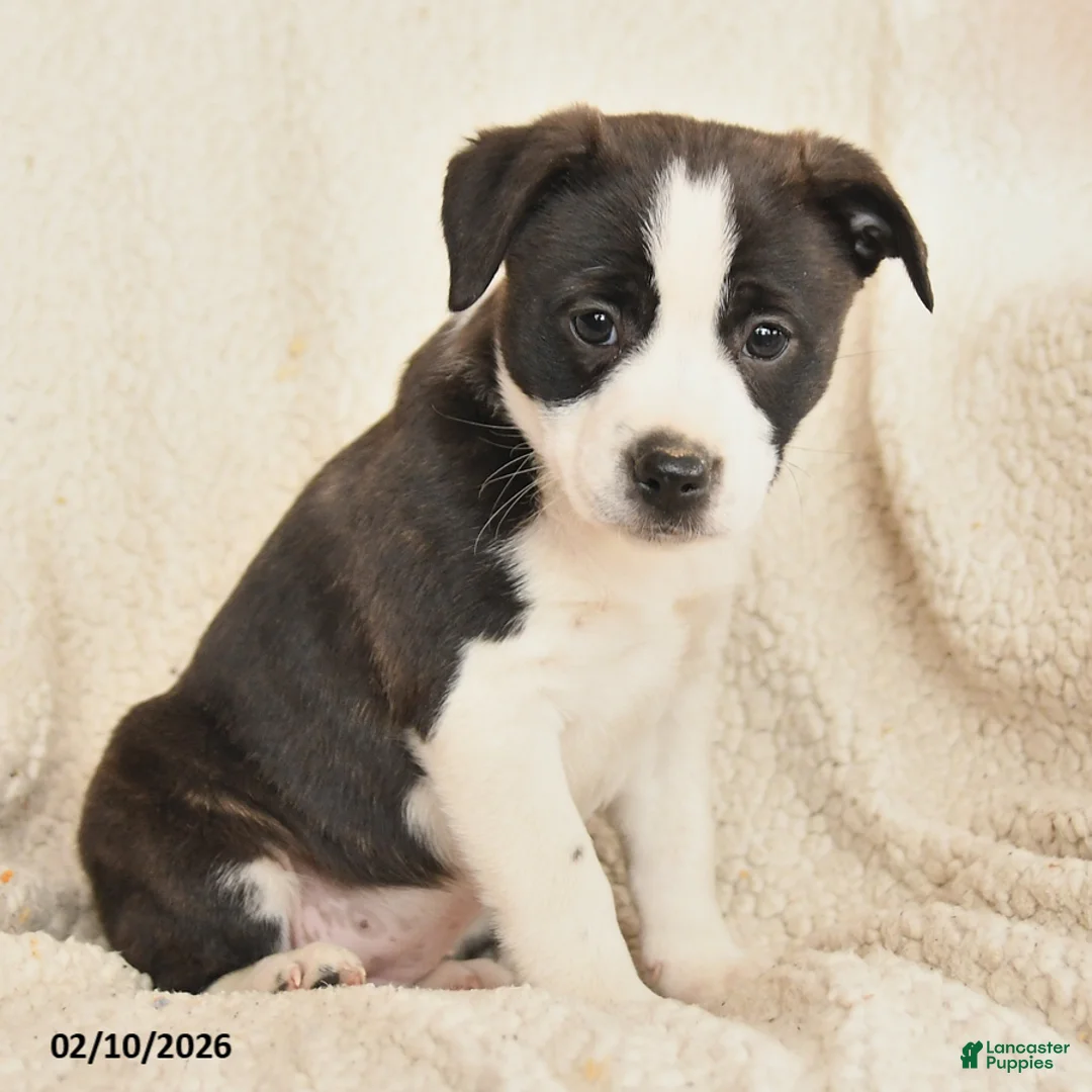 Mixed Breed dogs for sale: Megan - Ad 2