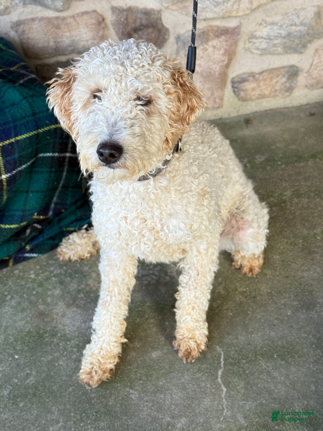 Mini Goldendoodle dogs for sale: Caidence - Ad 4