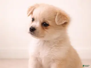 Mixed Breed dogs Aurora - Ad 16