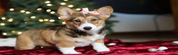 Welsh Corgi Pembroke dogs for sale: Candy - Ad 9
