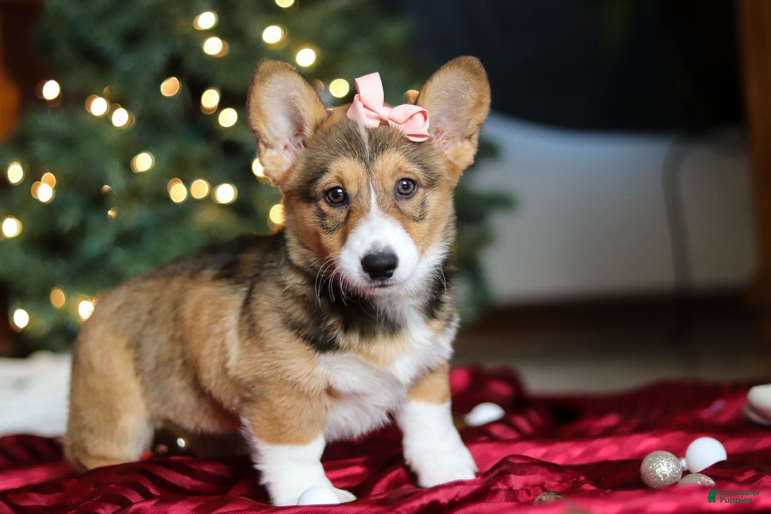 Welsh Corgi Pembroke dogs for sale: Candy - Ad 9