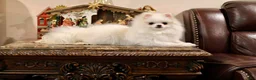 Pomeranian dogs for sale: White male Pomeranian  - Ad 5