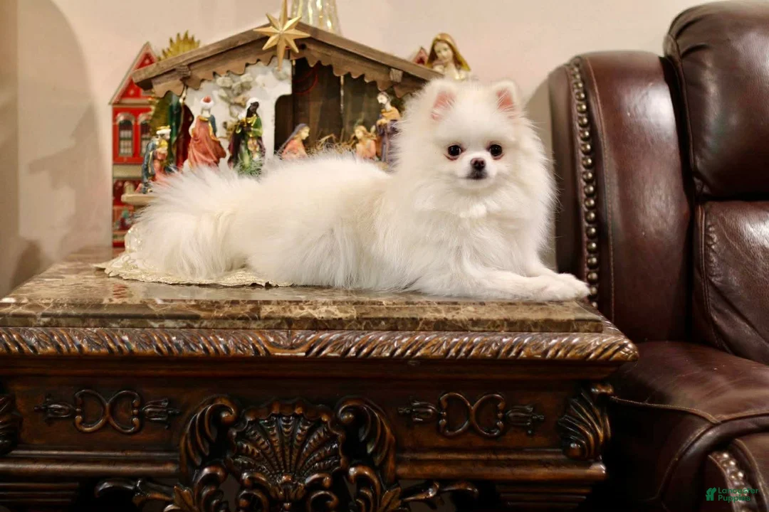 Pomeranian dogs for sale: White male Pomeranian  - Ad 5