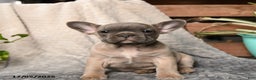 French Bulldog dogs for sale: Nougat - Ad 2