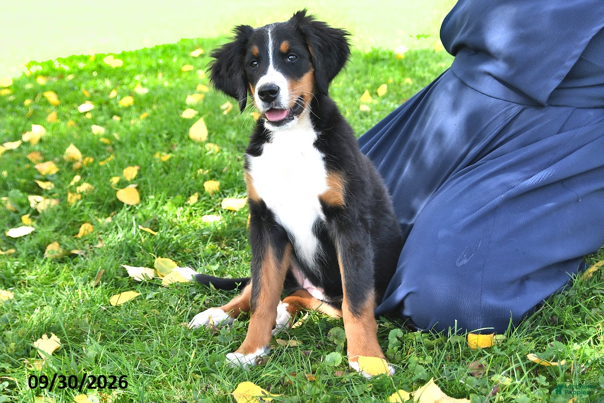 Bernese Mountain Dog dogs Kallia - Ad 2