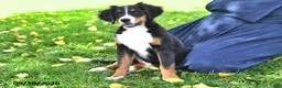 Bernese Mountain Dog dogs for sale: Kallia - Ad 2