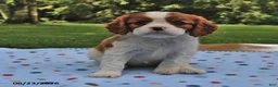 Cavalier King Charles Spaniel dogs for sale: Holly - Ad 3