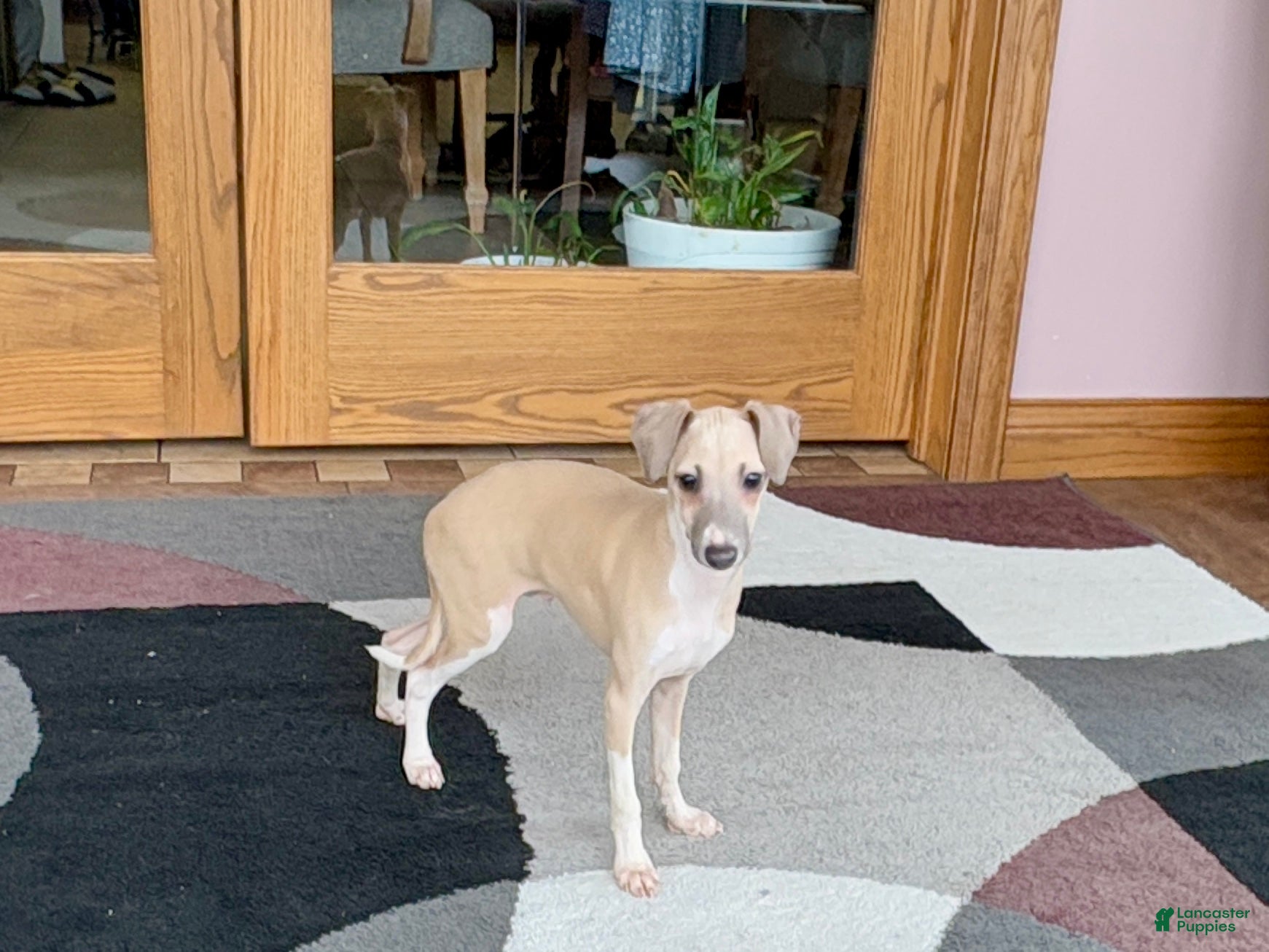 Italian Greyhound dogs Norm - Ad 2