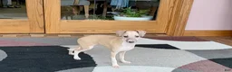 Italian Greyhound dogs for sale: Norm - Ad 2