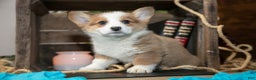 Welsh Corgi Pembroke dogs for sale: Elmo - Ad 1