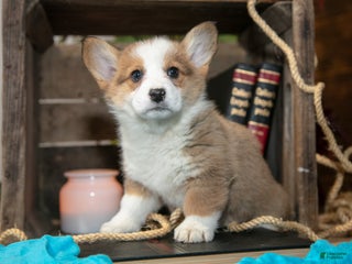 Welsh Corgi Pembroke dogs Elmo - Ad 15