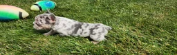 French Bulldog dogs for sale: Jamie  - Ad 5