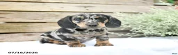 Miniature Dachshund dogs for sale: Dexter - Ad 1