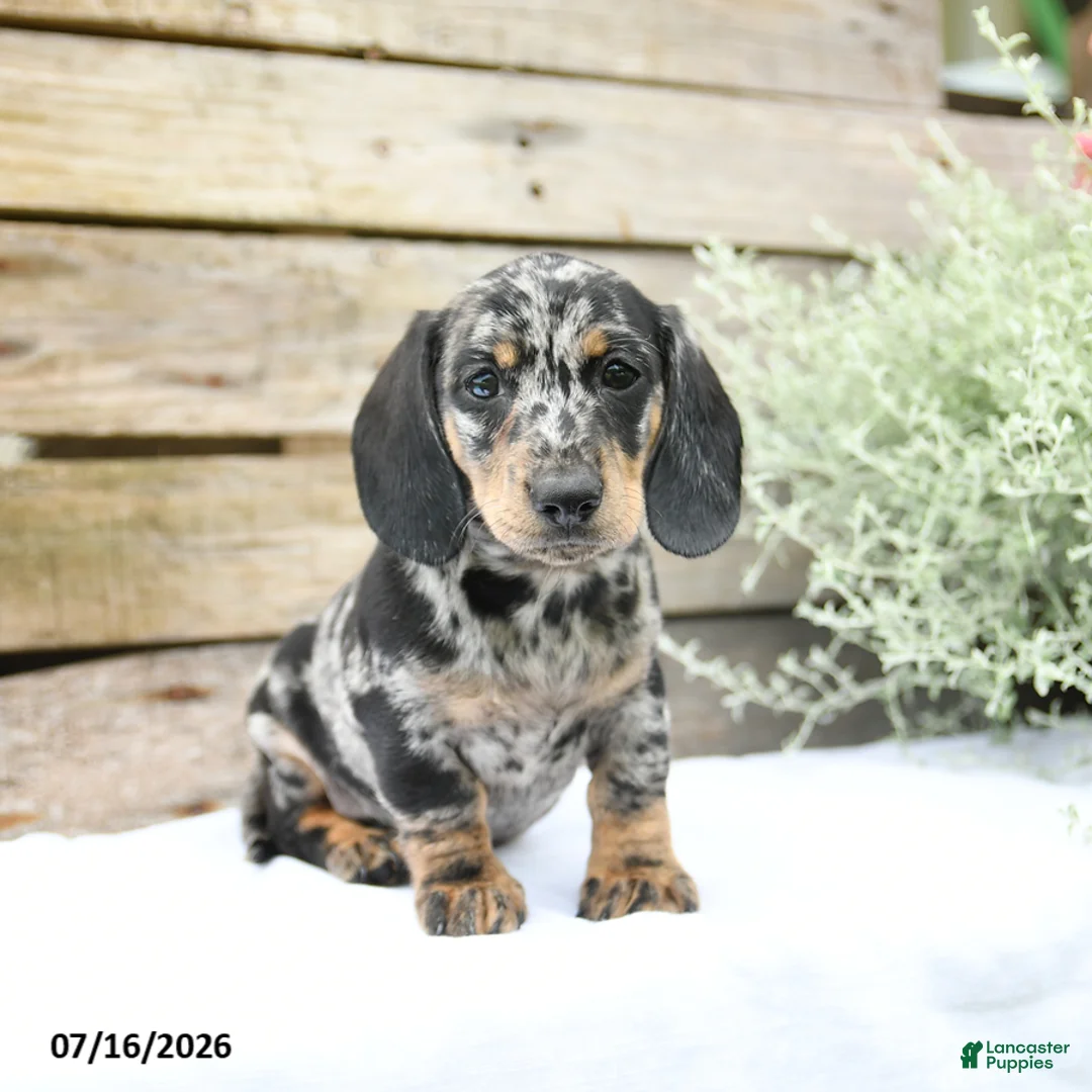Miniature Dachshund dogs for sale: Dexter - Ad 1