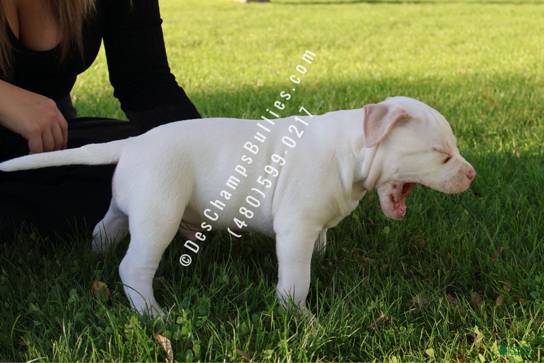 American Bully dogs for sale: American Bully Puppy 1 - Ad 3