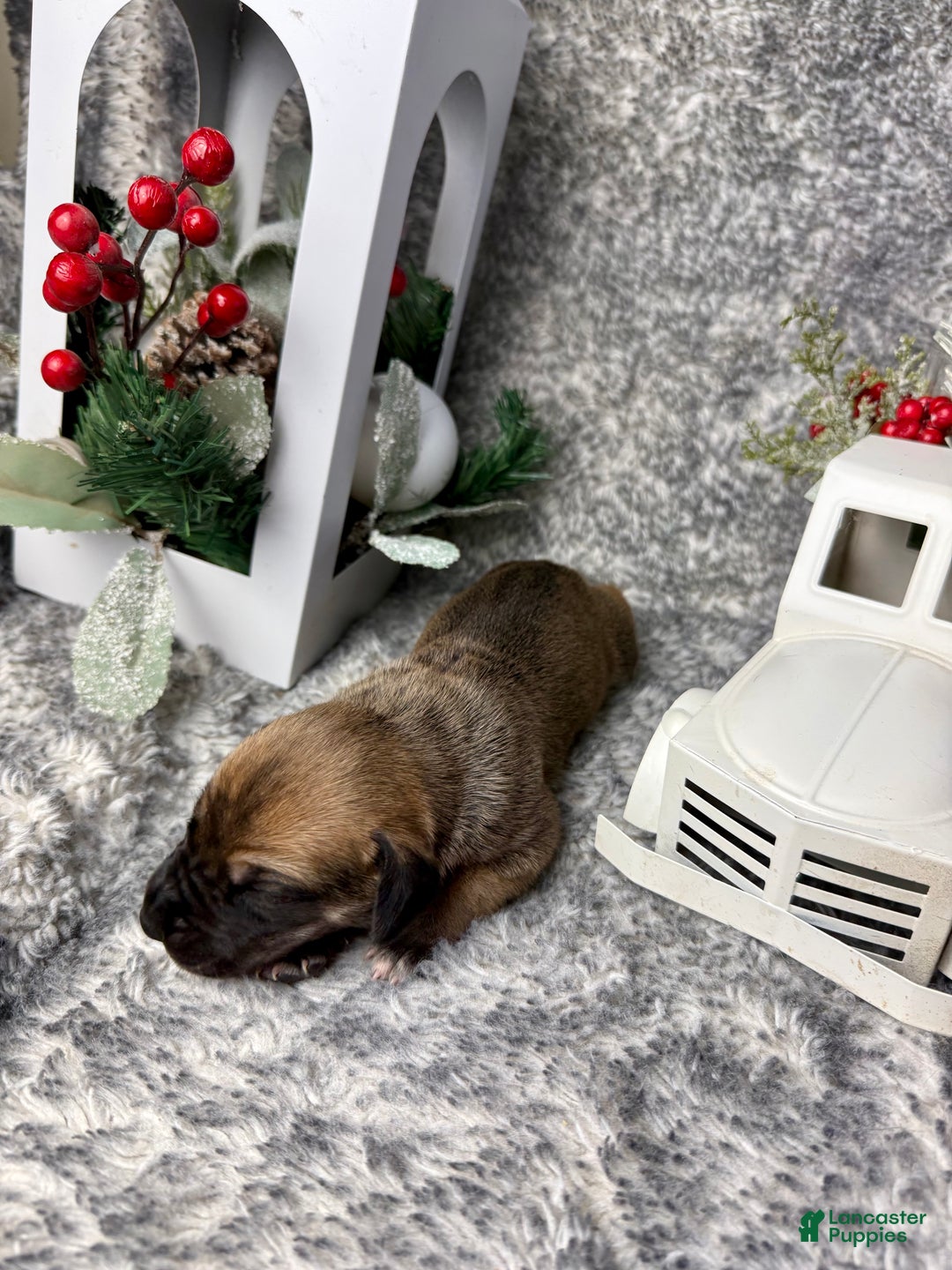 Great Dane dogs for sale: Ron Weasley - Ad 2