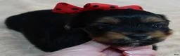 Yorkshire Terrier dogs for sale: Peyton - Ad 3