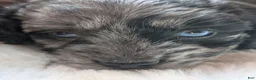 Labradoodle dogs for sale: Labradoodle 1 - Ad 1