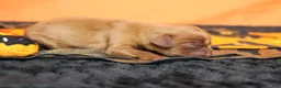 Cavalier King Charles Spaniel dogs for sale: Strawberry  - Ad 6