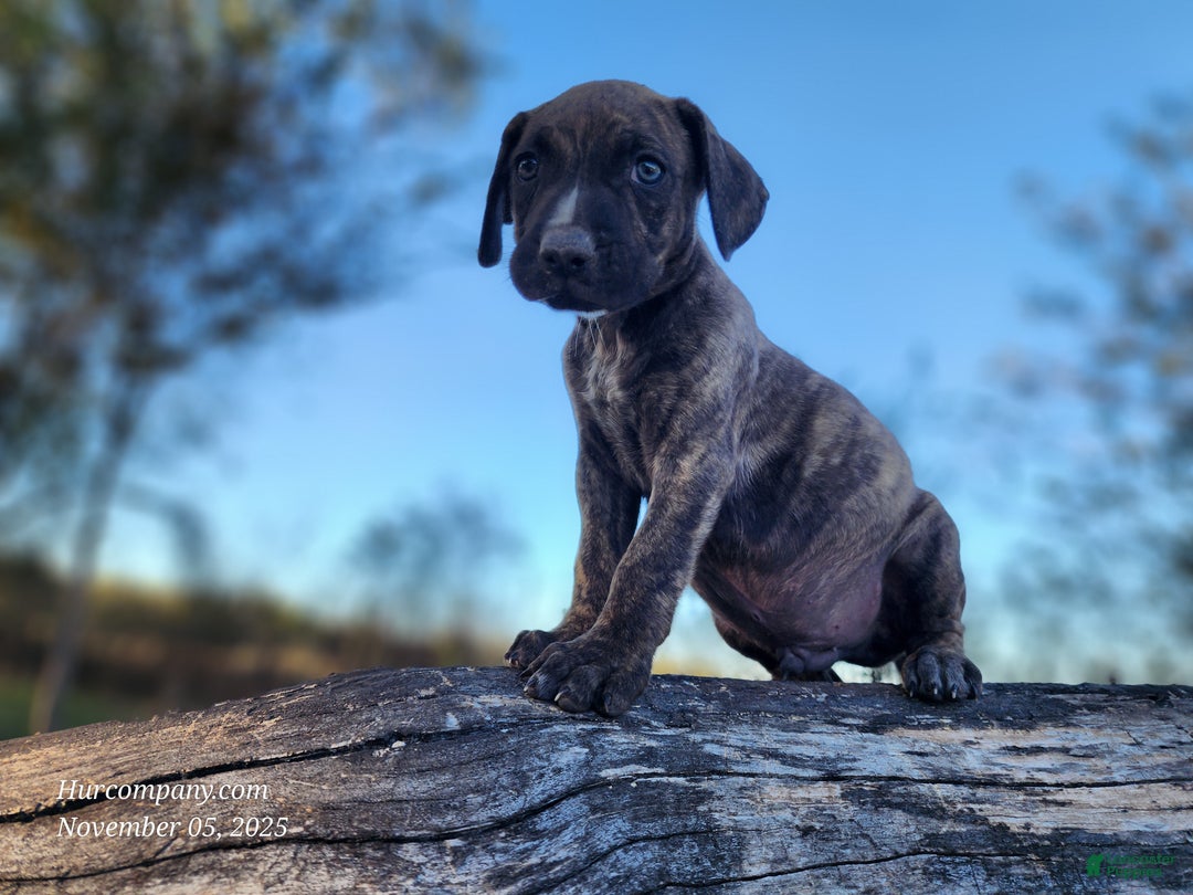 Catahoula Leopard Dog dogs for sale: Tracy II 2025 male 1 - Ad 6