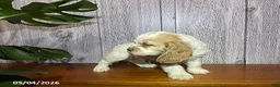 Cocker Spaniel dogs for sale: Anton - Ad 3