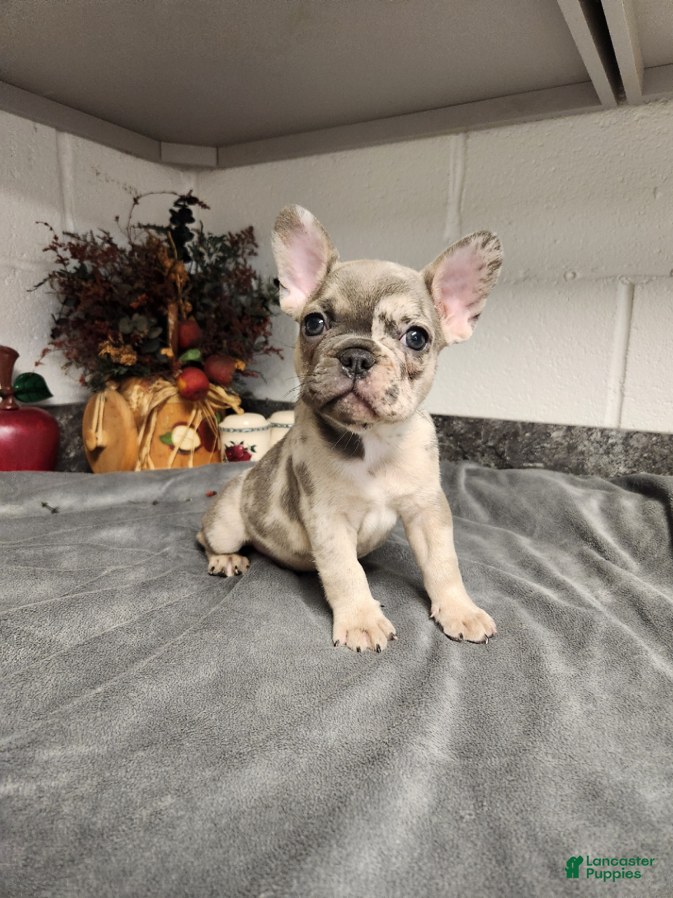 French Bulldog dogs Ashton - Ad 2