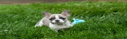 French Bulldog dogs for sale: Ava Belle (Lilac Fawn & White) - Ad 17