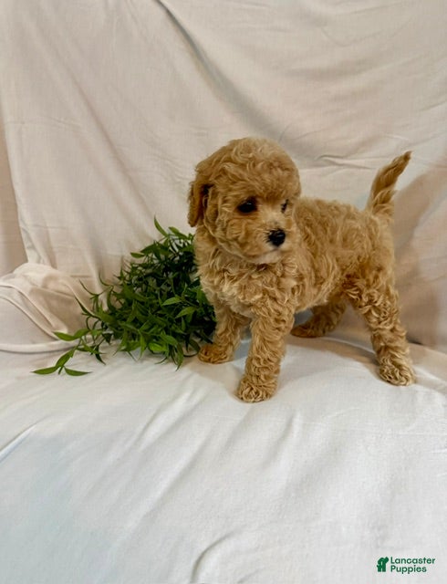 Toy Poodle dogs Kyra - Ad 2