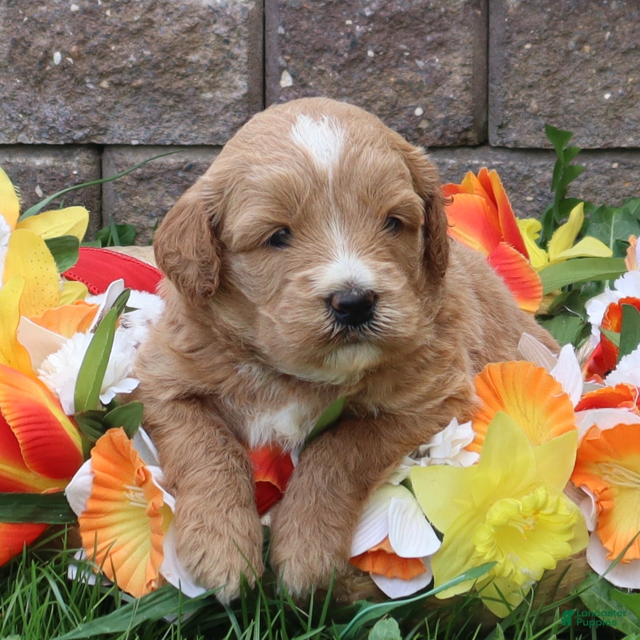 Mini Goldendoodle dogs Dexter - Ad 1