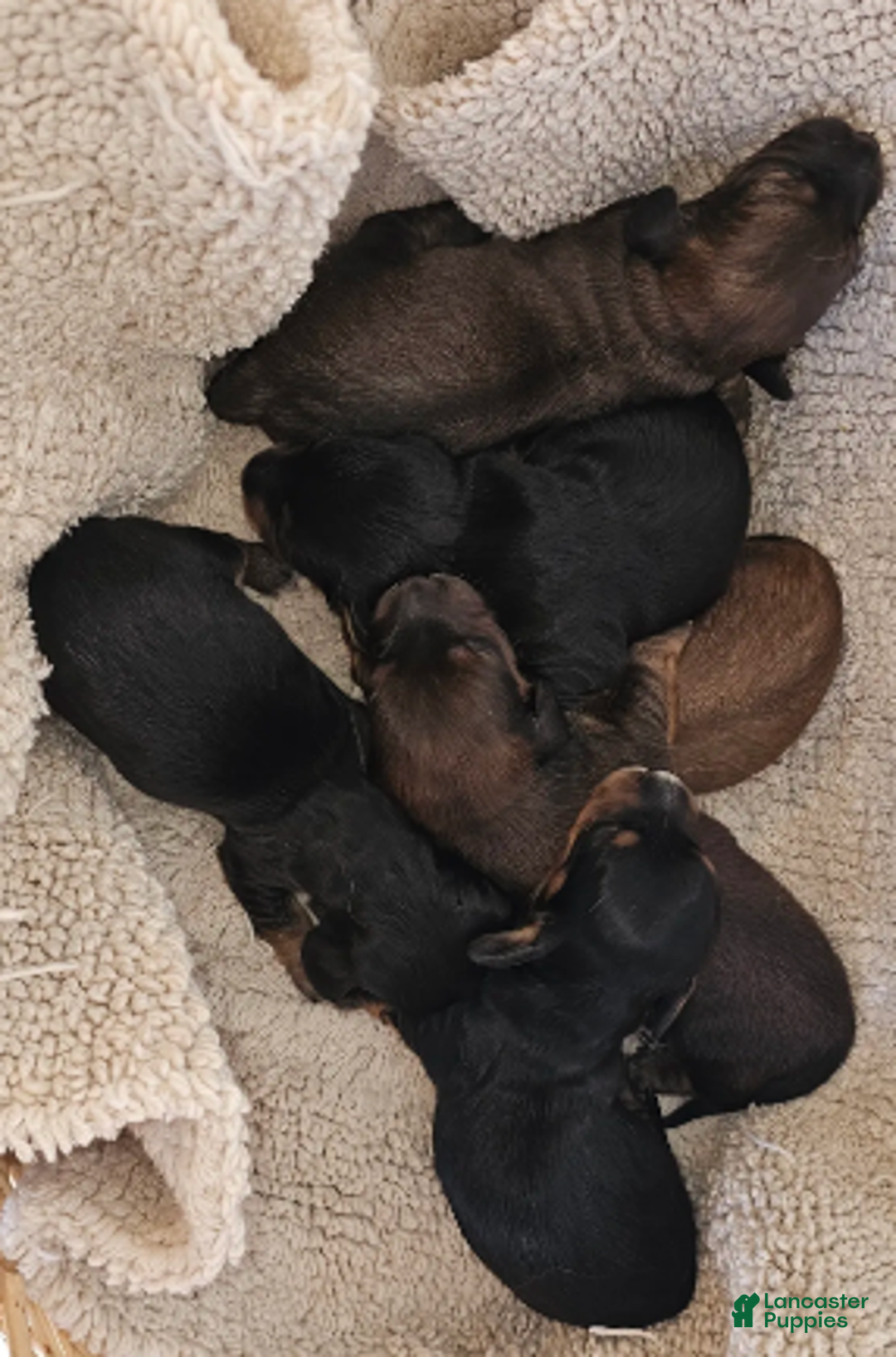 Miniature Dachshund dogs for sale: Betty Long haired - Ad 2