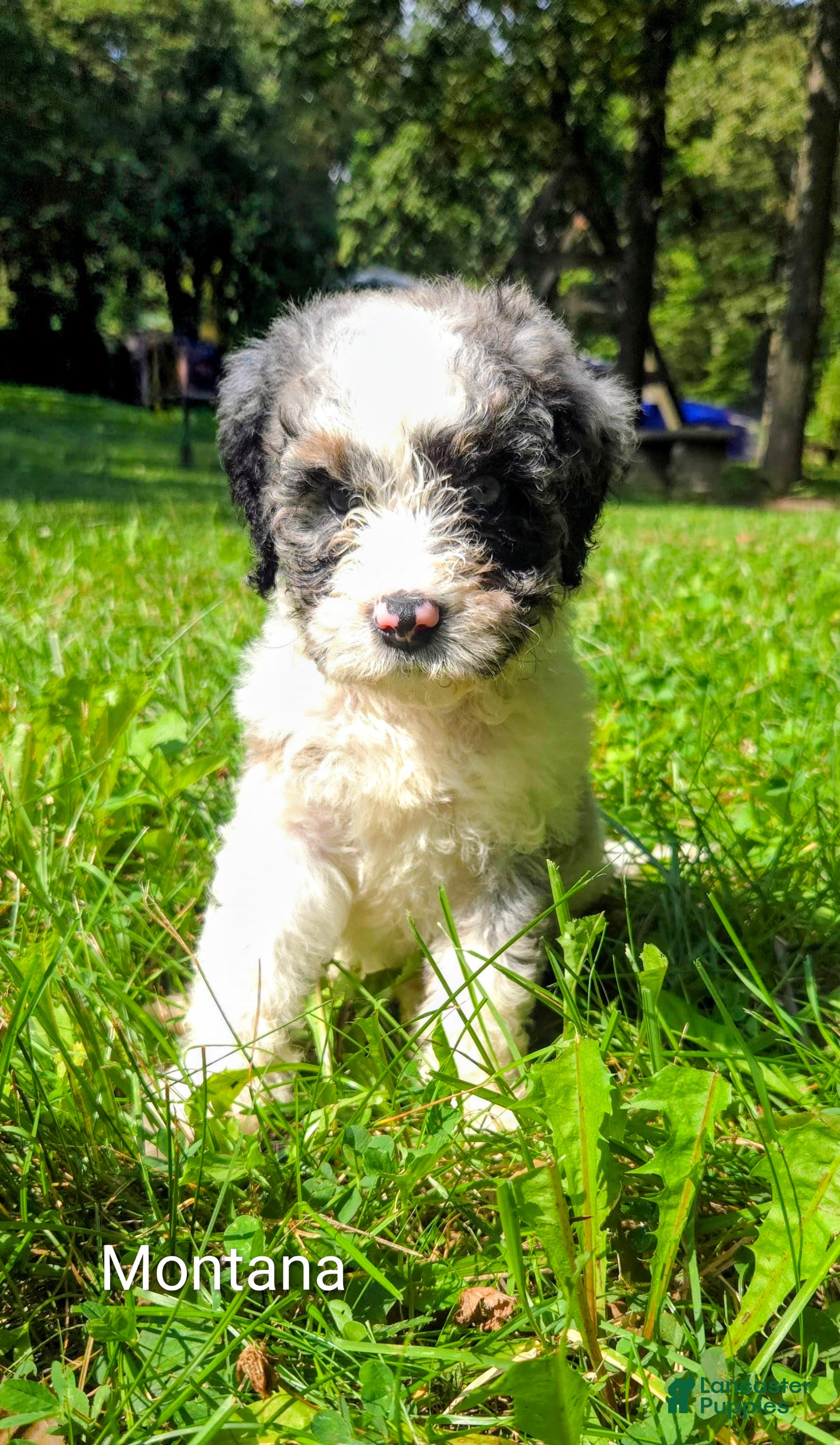 Mini Bernedoodle dogs Montana - Ad 2