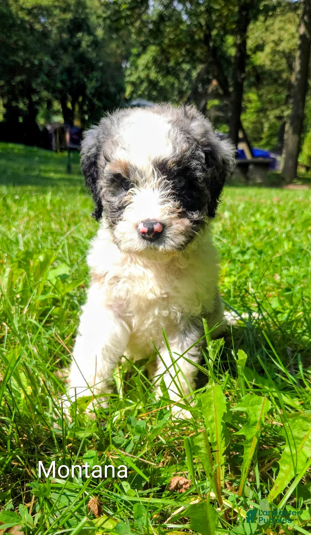 Mini Bernedoodle dogs for sale: Montana - Ad 2