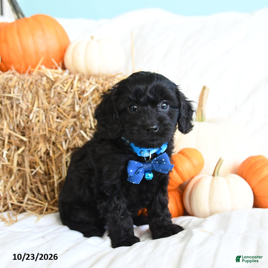 Cavapoo dogs for sale: Buddy - Ad 1