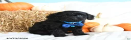 Cavapoo dogs for sale: Buddy - Ad 1