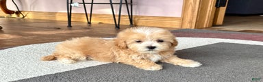 Maltipoo Male Puppy 2