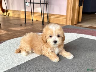 Maltipoo dogs Maltipoo Male Puppy 2 - Ad 37
