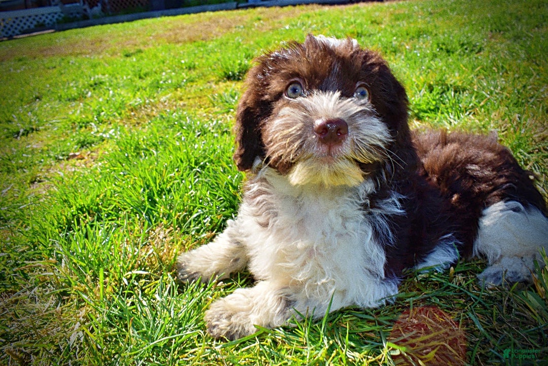 Havapoo dogs for sale: Higgins - Ad 11