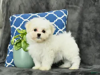 Mixed Breed dogs Daisy - Ad 3