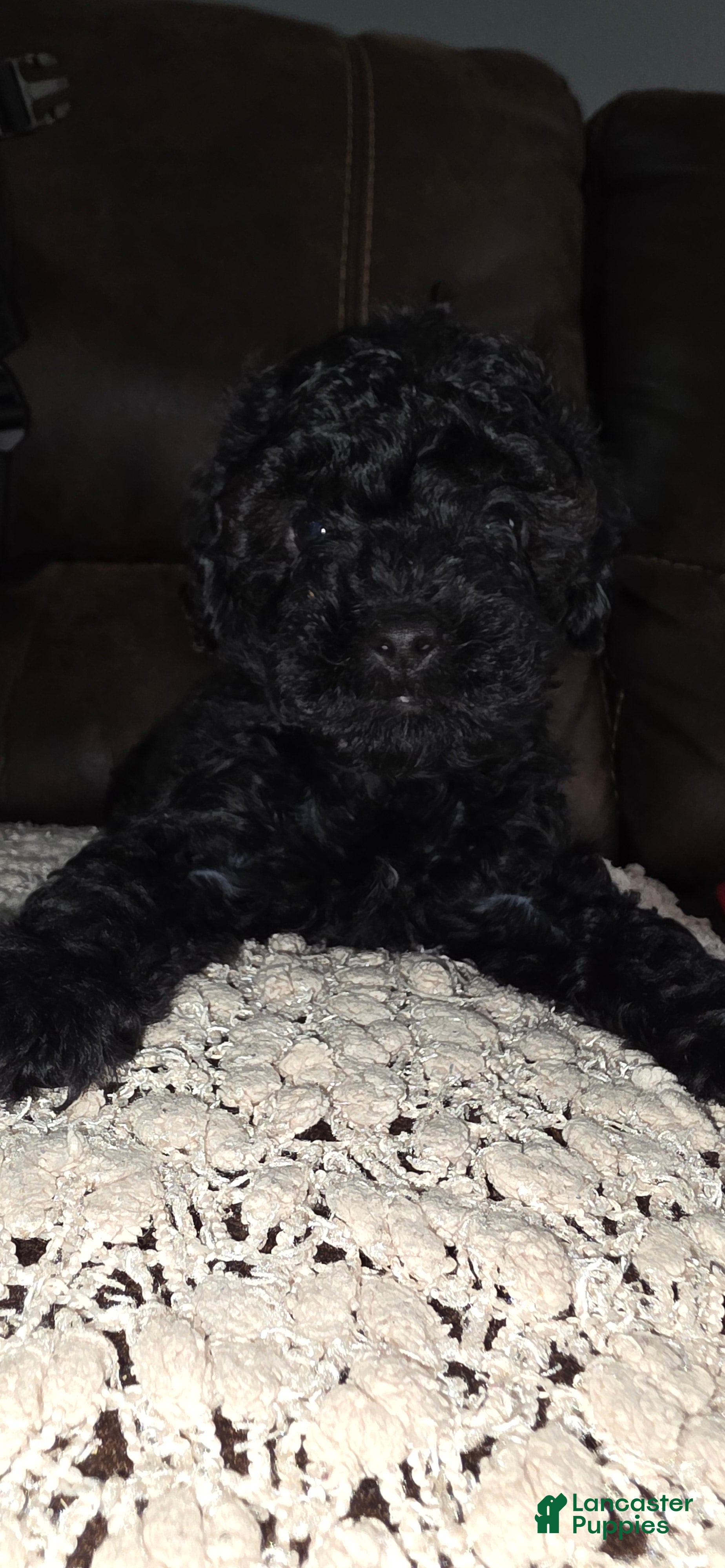 Yorkiepoo dogs Midnight  - Ad 1