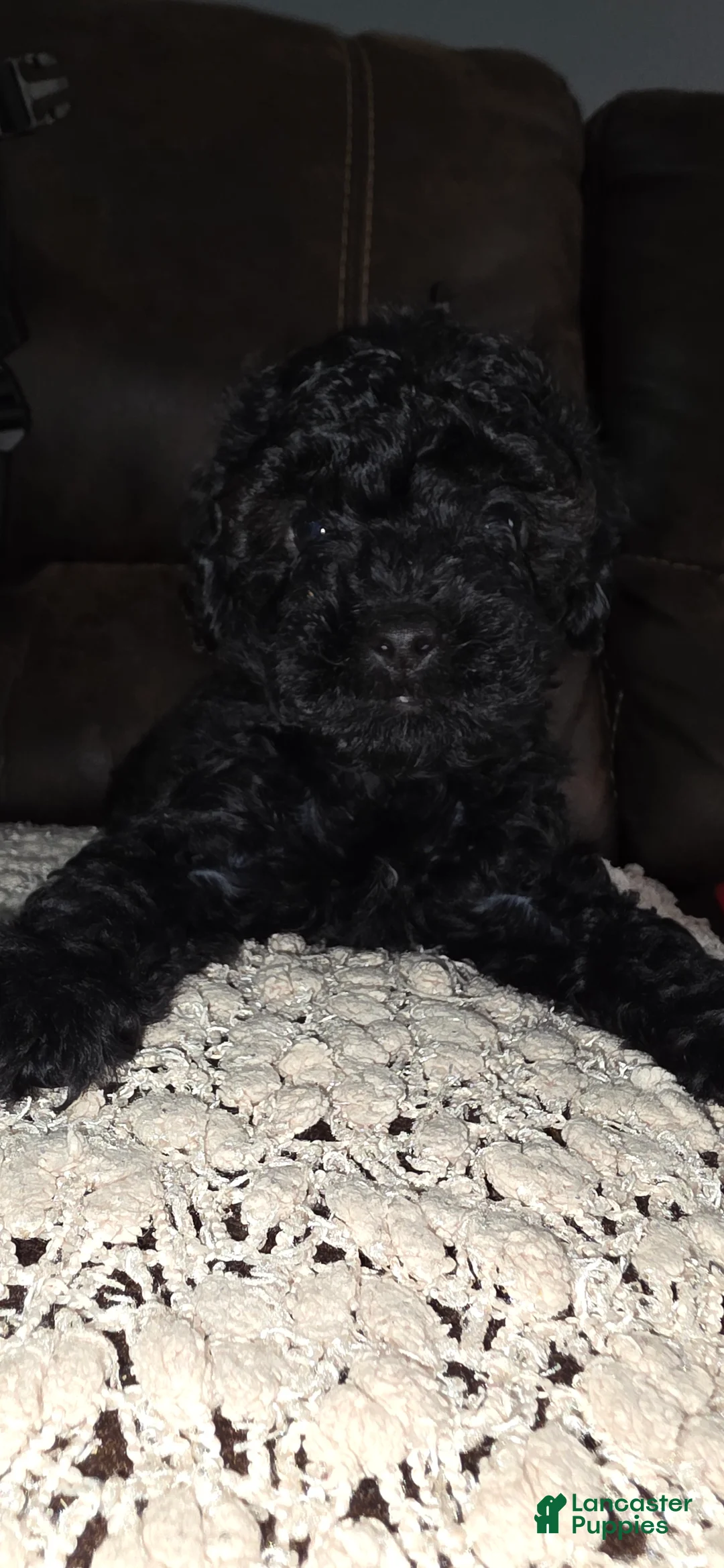 Yorkiepoo dogs for sale: Midnight  - Ad 1